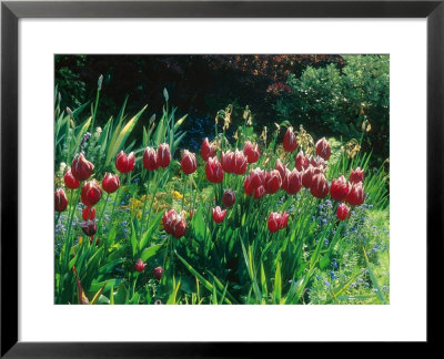 Tulipa Lustige Witwe Syn. Merry Widow In Flower by Ron Evans Pricing Limited Edition Print image
