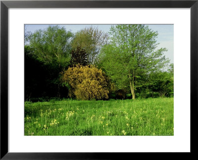 Primula Veris (Cowslip) Meadow With Flowering Shrub Berberis X Stenophylla (Hedge Barberry) by Ron Evans Pricing Limited Edition Print image
