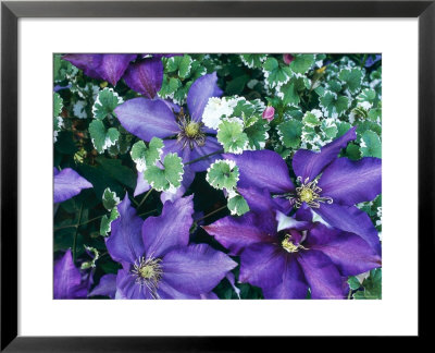 Summer Partners, Clematis Lasustern & Glechoma Hederacea Variegata by Christopher Fairweather Pricing Limited Edition Print image
