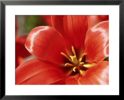 Tulipa Greigii Oratorio Close-Up Showing Inside Of Red Flower by James Guilliam Pricing Limited Edition Print image