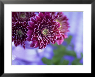 Chrysantheumum Misha, Deep Red Flowers In Glass Vase by James Guilliam Pricing Limited Edition Print image