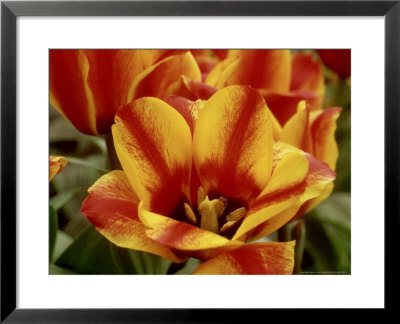 Tulipa (Tulip) Stresa, Yellow Flowers With Red Strip In Petals by James Guilliam Pricing Limited Edition Print image