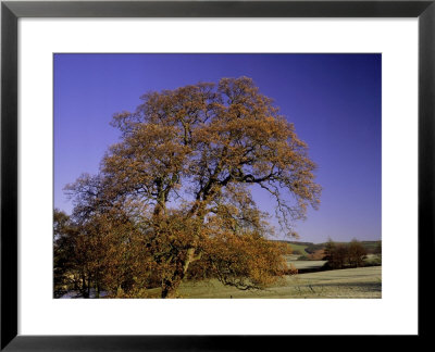 English Oak by James Guilliam Pricing Limited Edition Print image
