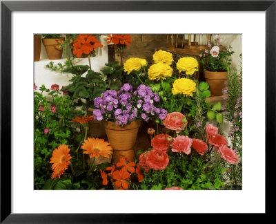 Red And Yellow Ranunculus Asiaticus (Persian Buttercup) by James Guilliam Pricing Limited Edition Print image