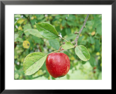 Apple, Malus Veitch's Scarlet Close-Up Of Fruit On Tree October by Sunniva Harte Pricing Limited Edition Print image