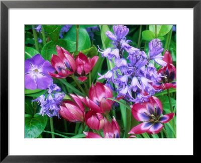 Tulipa Little Beauty, Hyacinthoides Non-Scripta (Bluebell) Vinca Major (Periwinkle) Oak Gate by Sunniva Harte Pricing Limited Edition Print image
