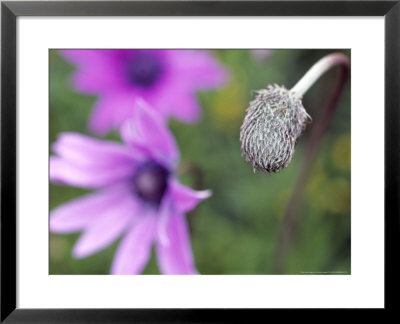 Windflower by Hemant Jariwala Pricing Limited Edition Print image