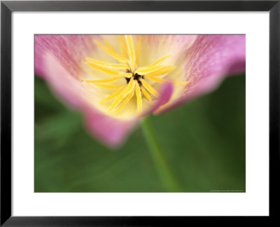 Eschscholzia Californica Mission Bells (California Poppy) by Hemant Jariwala Pricing Limited Edition Print image