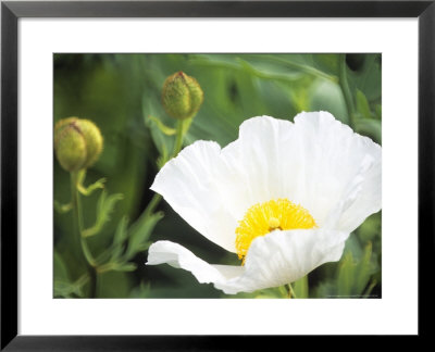 Romneya Coulteri (Californian Tree Poppy) by Hemant Jariwala Pricing Limited Edition Print image