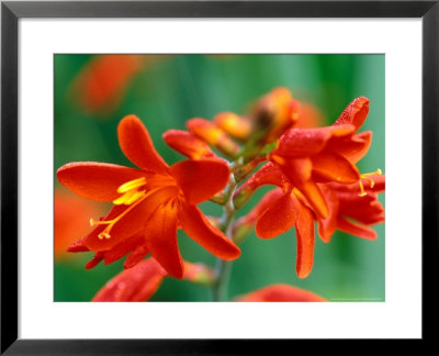 Crocosmia, Red Knight, Close-Up Of Red Flowers by Lynn Keddie Pricing Limited Edition Print image