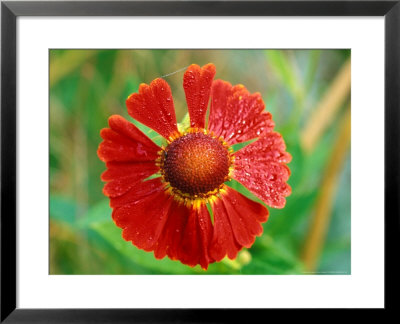 Helenium Hoopesii, Close-Up Of Red Flower Head by Lynn Keddie Pricing Limited Edition Print image