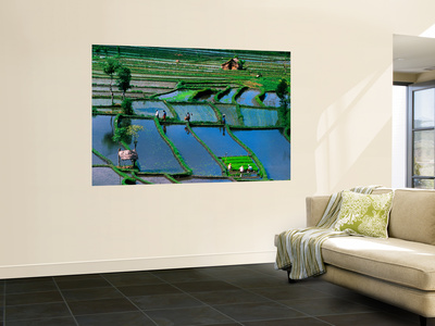 Rice Fields by Andrew Brownbill Pricing Limited Edition Print image