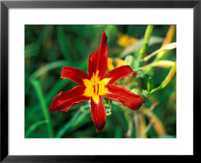 Hemerocallis Holly Dancer, Close-Up Of Red Flower Head And Foliage by Lynn Keddie Pricing Limited Edition Print image