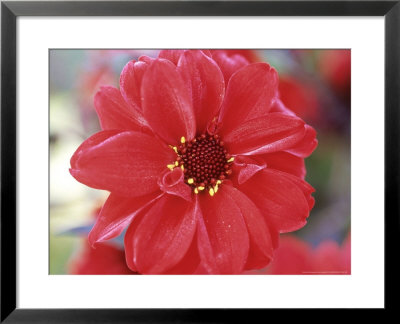 Dahlia Bishop Of Llandaff, Close-Up Of Red Flower by Lynn Keddie Pricing Limited Edition Print image