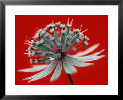 Astrantia (Masterwort), Flower On Red Background by Steven Knights Pricing Limited Edition Print image
