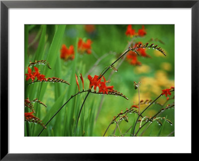 Crocosmia (Montbretia) Lucifer by Fiona Mcleod Pricing Limited Edition Print image