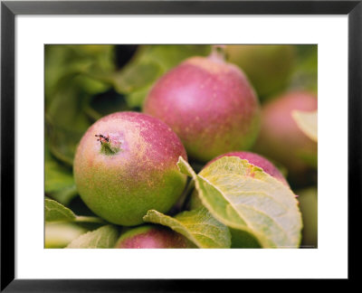 Coxs Orange Pippin Apple by Susie Mccaffrey Pricing Limited Edition Print image