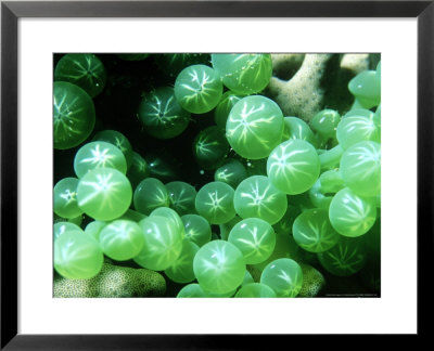 Sea Grapes, Tonga by Tobias Bernhard Pricing Limited Edition Print image