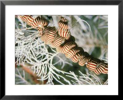 Snake Star In Black Coral Tree, New Zealand by Tobias Bernhard Pricing Limited Edition Print image