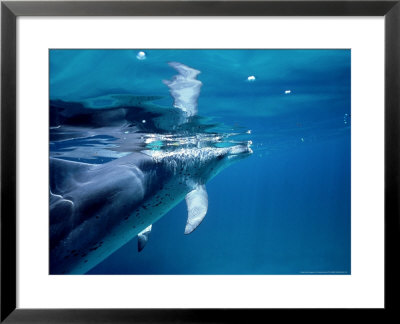 Atlantic Spotted Dolphins, Bimini, Bahamas by Tobias Bernhard Pricing Limited Edition Print image