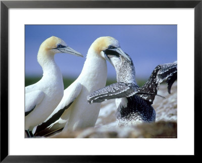 Australian Gannet, Feeding Chick, New Zealand by Tobias Bernhard Pricing Limited Edition Print image