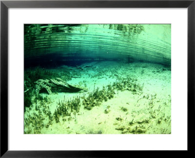 Freshwater Lake With Algae, New Zealand by Tobias Bernhard Pricing Limited Edition Print image