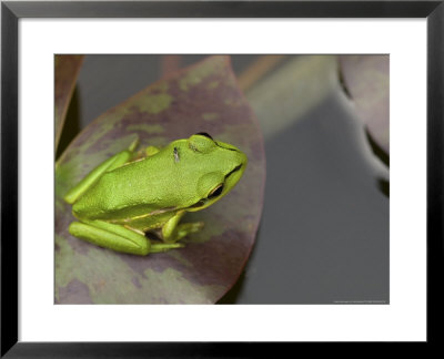Green And Golden Bell Frog, Juvenile On Water Lily Leaf, New Zealand by Tobias Bernhard Pricing Limited Edition Print image