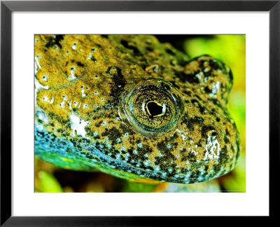 Italian Firebelly Toad, Genoa, Italy by Emanuele Biggi Pricing Limited Edition Print image