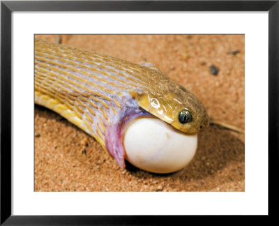 Common Egg-Eater, Adult Eating An Egg Of Streptopelia Roseogrisea (Laughing Dove), Burkina Faso by Emanuele Biggi Pricing Limited Edition Print image