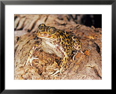 Western Spadefoot Toad, Saint Martin Del Londres, France by Emanuele Biggi Pricing Limited Edition Print image