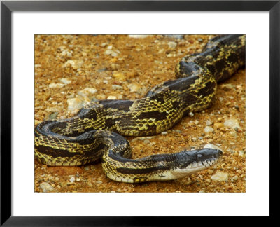 Grey Rat Snakeelaphe Obsoleta Spiloides, Usa by David Boag Pricing Limited Edition Print image