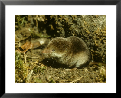 Common Shrew, Sorex Araneus by David Boag Pricing Limited Edition Print image