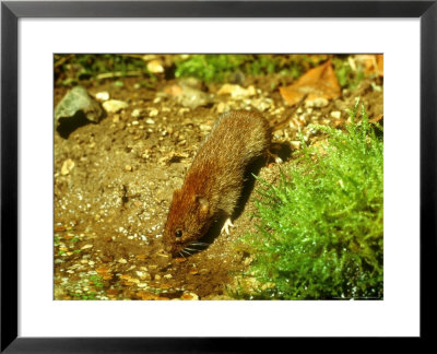 Bank Vole, Drinking by David Boag Pricing Limited Edition Print image