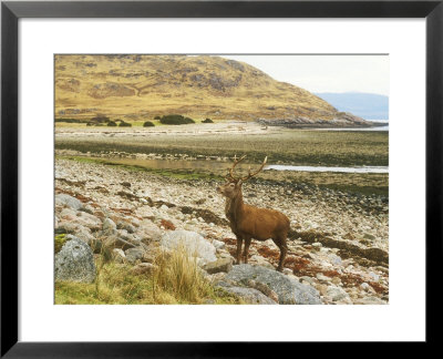 Red Deer, Loch Linnhe, Scotland by David Boag Pricing Limited Edition Print image