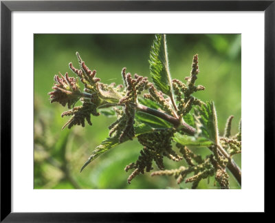 Stinging Nettles, Flowers In Close Up by David Boag Pricing Limited Edition Print image