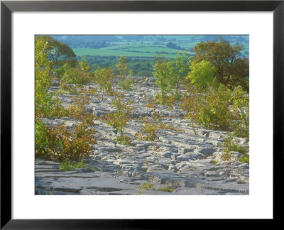 Limestone Pavement Near Kendal In Lake District, England by David Boag Pricing Limited Edition Print image