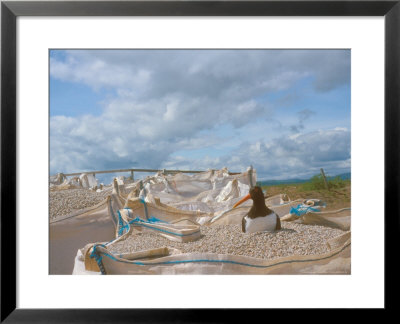 Oystercatcher, Sitting On Nest Incubating Eggs In Bags Of Aggregate, Spring by David Boag Pricing Limited Edition Print image