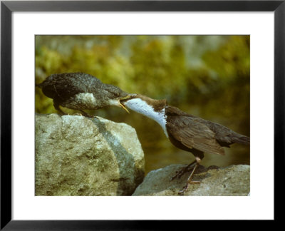 Dipper, Feeding Young, Summer by David Boag Pricing Limited Edition Print image