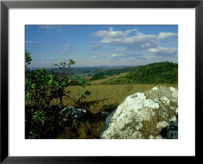 Proteas, Malawi, Africa by Liz Bomford Pricing Limited Edition Print image