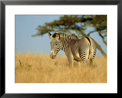 Grevys Zebra, Lewa, Kenya by Werner Bollmann Pricing Limited Edition Print image