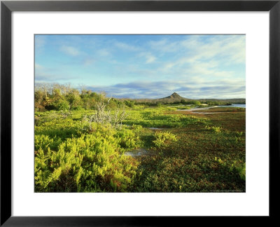 Coast Of Santiago, Santiago, Galapagos by Werner Bollmann Pricing Limited Edition Print image