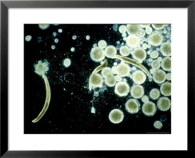 Bonellia Viridis, Corsica by Clive Bromhall Pricing Limited Edition Print image
