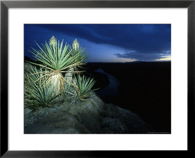 Giant Dagger Yucca, Texas, Usa by Olaf Broders Pricing Limited Edition Print image
