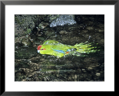 Red-Crowned Parakeet, Cyanoramphus Novaezelandiae, New Zealand by Robin Bush Pricing Limited Edition Print image