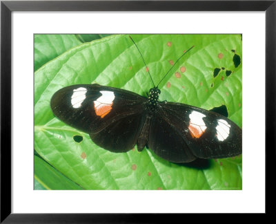 Heliconius Erato, Ecuador by Terry Button Pricing Limited Edition Print image