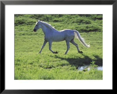 Running White Andalusian Stallion, Texas by Alan And Sandy Carey Pricing Limited Edition Print image
