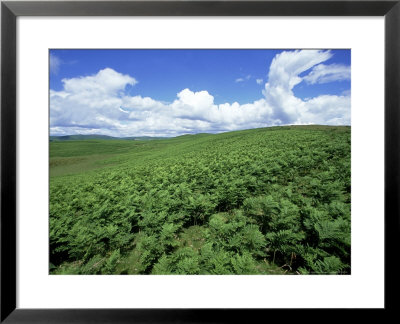 Braken, Wales, Uk by David Cayless Pricing Limited Edition Print image