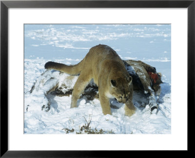Mountain Lion, Adult Trying To Cover Elk Carcass With Snow, Montana by Daniel Cox Pricing Limited Edition Print image