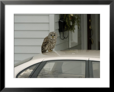 Barred Owl In Urban Area Sitting On Car, Northern Minnesota, Usa by Daniel Cox Pricing Limited Edition Print image