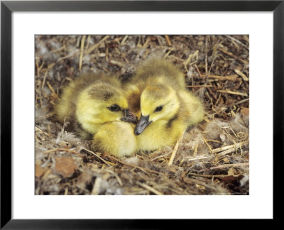 Canada Geese, Goslings In Nest, Montana, Usa by Daniel Cox Pricing Limited Edition Print image